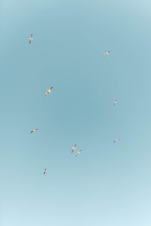 Gratis stockfoto met in de lucht, meeuwen, vliegen Stockfoto