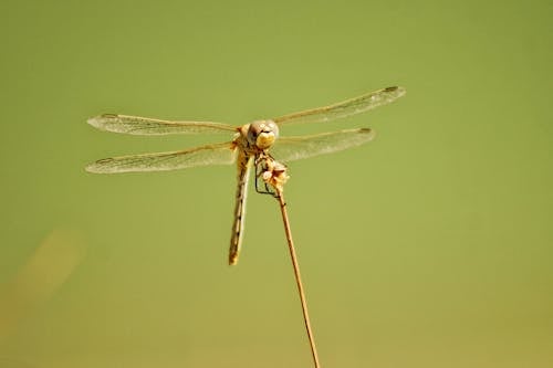 Fotos de stock gratuitas de alas, de cerca, fotografía de insectos