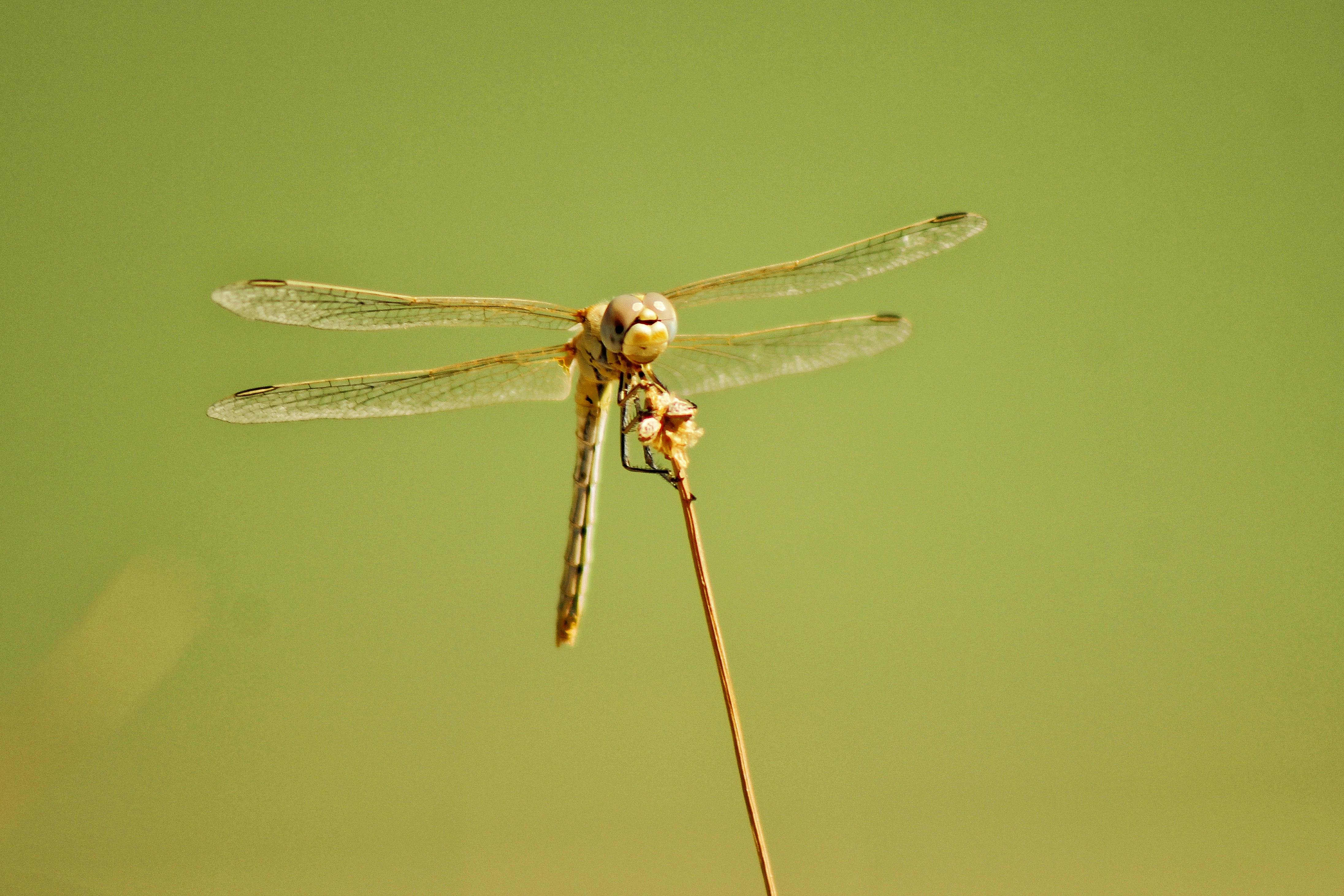 Macro Photography of Dragonfly · Free Stock Photo