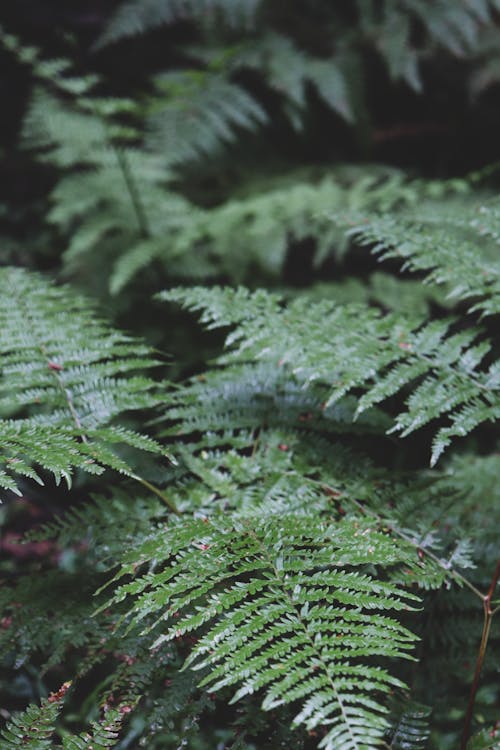 Free stock photo of canon, dark, fern