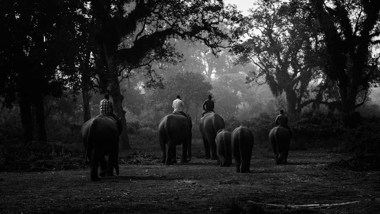 People Riding Elephants Into The Woods