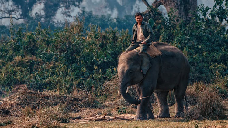 Man Riding An Elephant