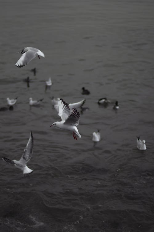 Flock of Birds Flying Over Body of Water