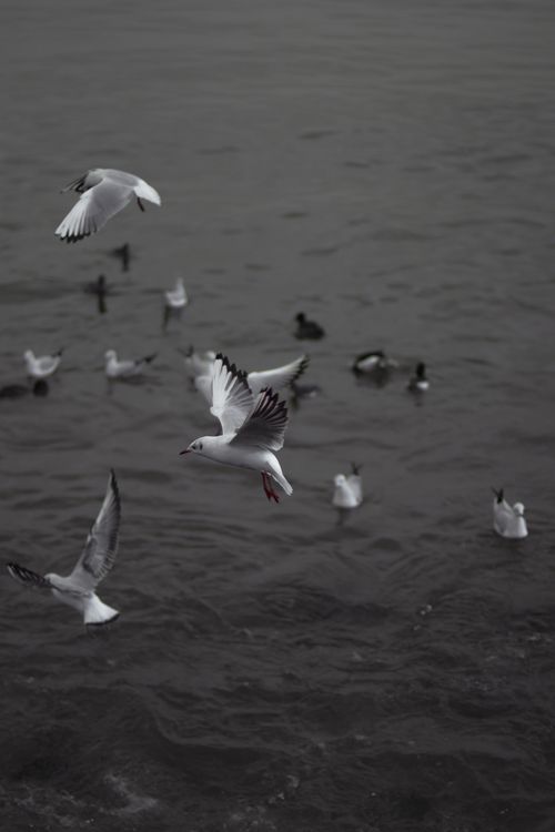 Free A flock of seagulls gracefully flying over the ocean waves, capturing the essence of coastal wildlife. Stock Photo