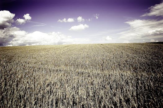 云雾缭绕的天空下，广阔的成熟麦田描绘出宁静与丰饶的景象