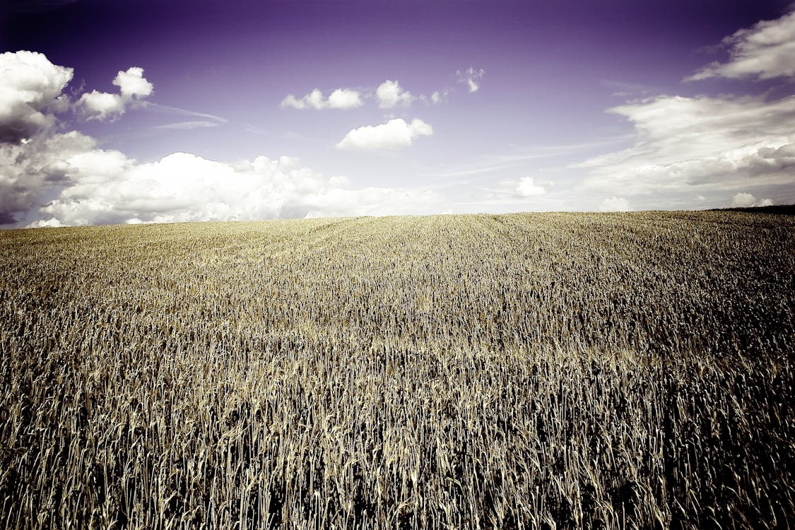 Free stock photo of clouds, crops, field