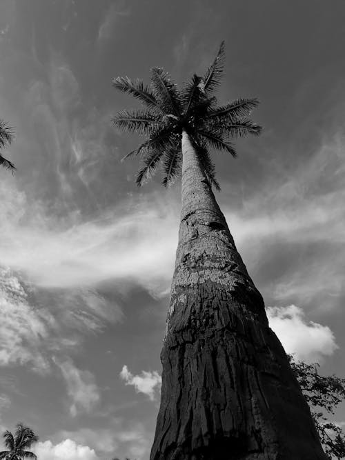 Free 

A Grayscale of a Tall Palm Tree Stock Photo
