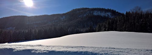 Foto d'estoc gratuïta de a l'aire lliure, arbres, boscos