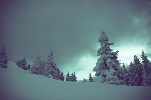 бесплатная Бесплатное стоковое фото с гора, деревья, зима Стоковое фото