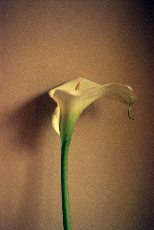 Calla Lily on Brown Background