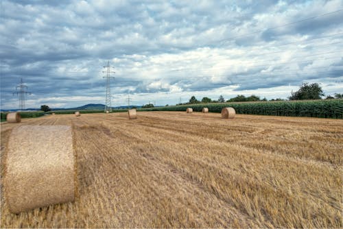 Základová fotografie zdarma na téma kukuřičné pole, zemědělská půda, žlutá