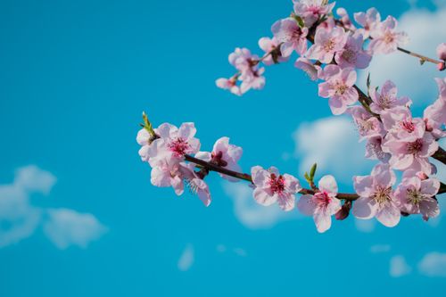 Free Delicate pink cherry blossoms in bloom against a vibrant blue sky, showcasing spring's beauty. Stock Photo