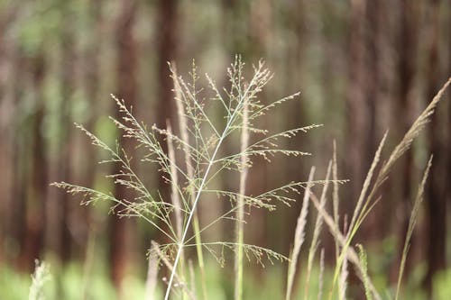 Gratis lagerfoto af natur, natur baggrund, skov natur