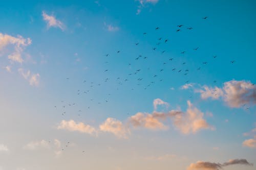 Základová fotografie zdarma na téma hejno, létání, ptáci