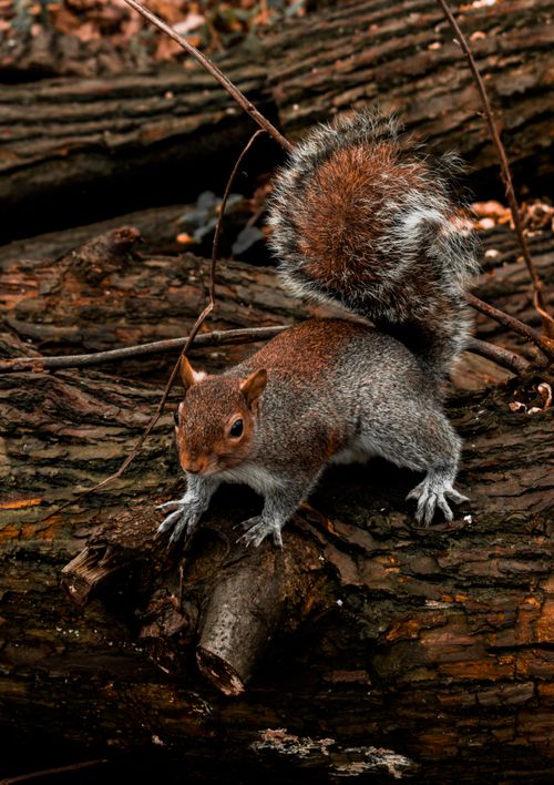 Free Cute squirrel perched on logs in a London park during autumn. Stock Photo