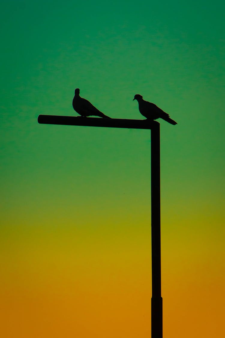 Silhouette Of  Birds On A Pole