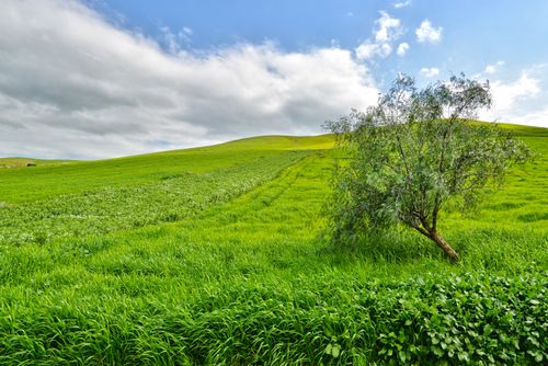 Free A serene green field with a single tree under a cloudy sky, located in Fes, Morocco. Stock Photo