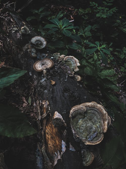 Free 
Mushrooms Growing on a Tree Stock Photo
