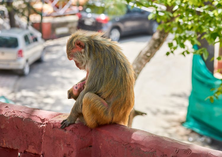 Monkey Breastfeeding Her Infant 