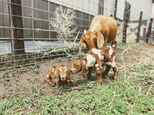 Free Cute baby goats and a mother goat on a farm, showcasing rural life. Stock Photo