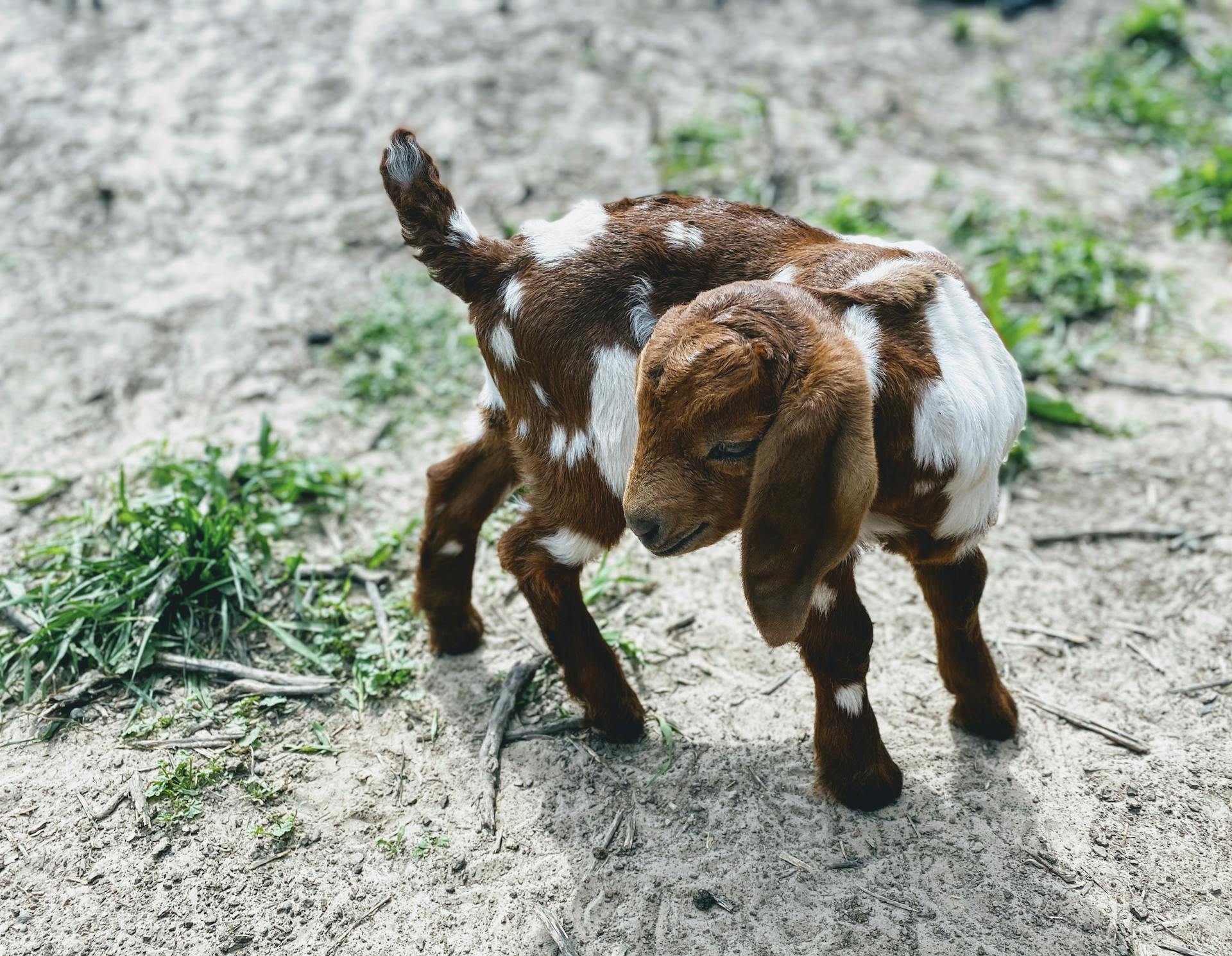 Brown Baby Goat with White Stains on Gray Sand