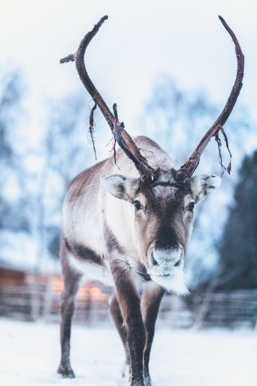 Бесплатное стоковое фото с животное, зима, млекопитающее