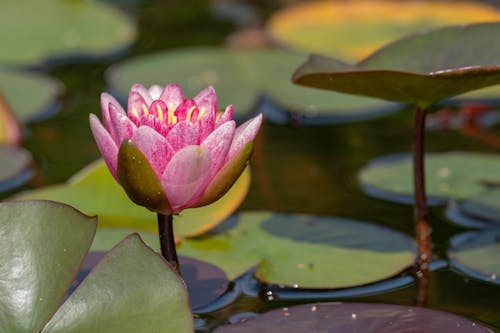 Free Pink Lotus Flower on Water Stock Photo