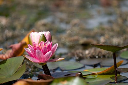 Pink Lotus Flower on Water