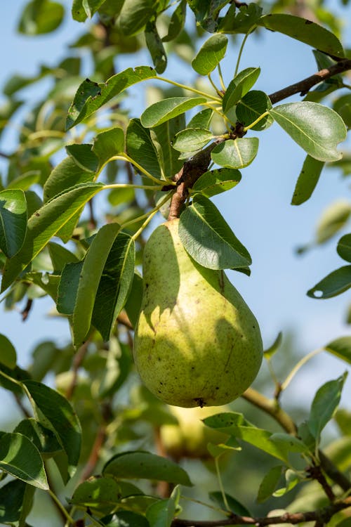 Free Close Up Photo of a Green Fruit  Stock Photo
The Top 10 Best Fruit Plants to Grow in the UK