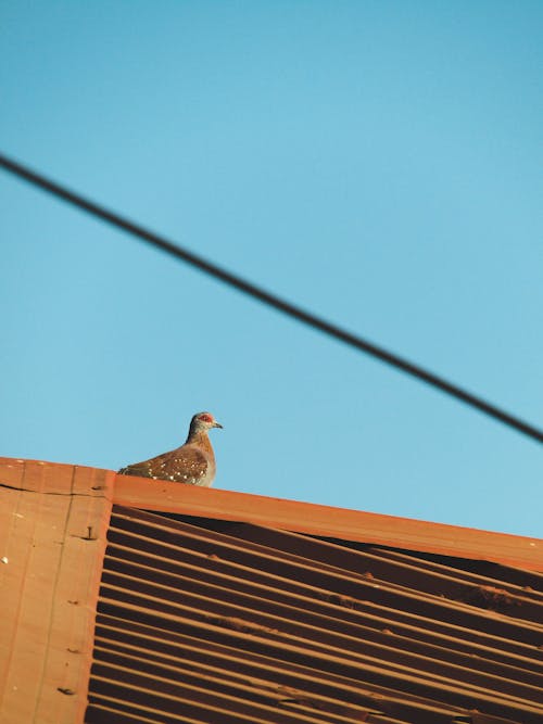 Free Brown Pigeon Perched on the Roof Stock Photo