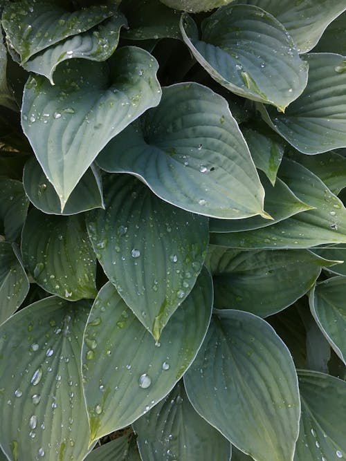 Green Leaves with Water Droplets