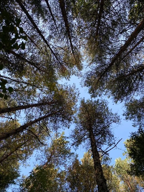 Free Captivating upward forest perspective showing towering pine trees against a clear blue sky. Stock Photo