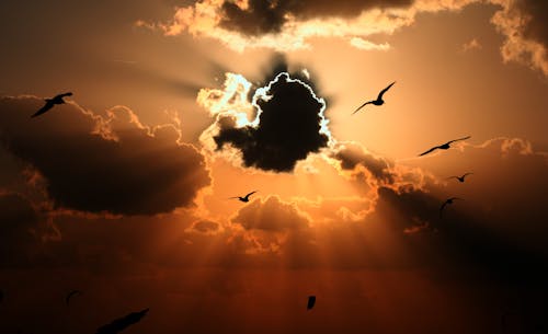 Immagine gratuita di birds_flying, cielo, nuvole scure