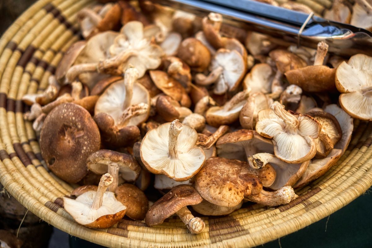 Specialty Mushroom Pack