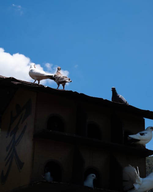 Бесплатное стоковое фото с @outdoor, архитектура, белая птица