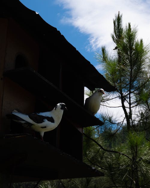Бесплатное стоковое фото с @outdoor, архитектура, белая птица