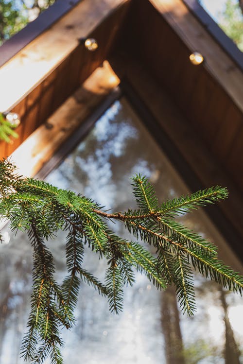 Free stock photo of a-frame, cabin, pine tree