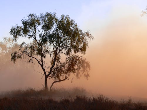 木, 砂嵐, 砂漠の無料の写真素材