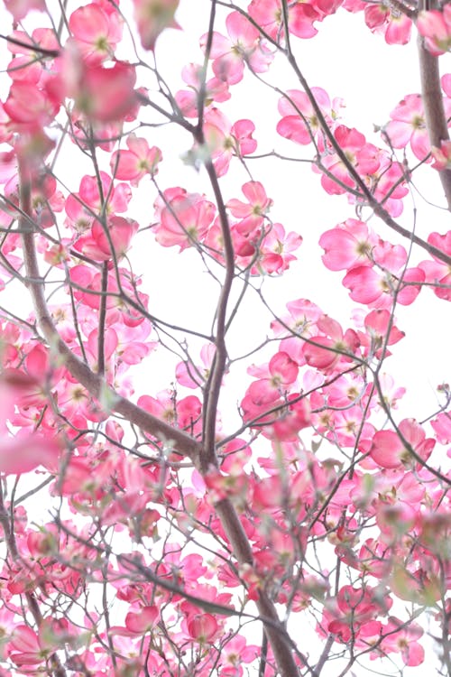 Arbre De Fleur De Cerisier