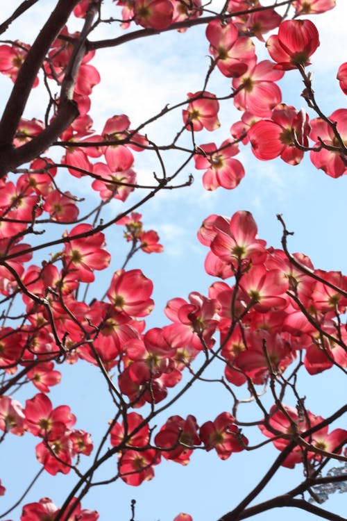 grátis Sakura Tree Durante O Dia Foto profissional