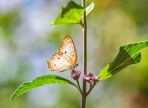 A Yellow  Butterfly on Purple Flower