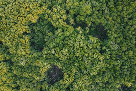 Aerial shot of a dense forest in Chukai, Malaysia, showcasing vibrant greenery.