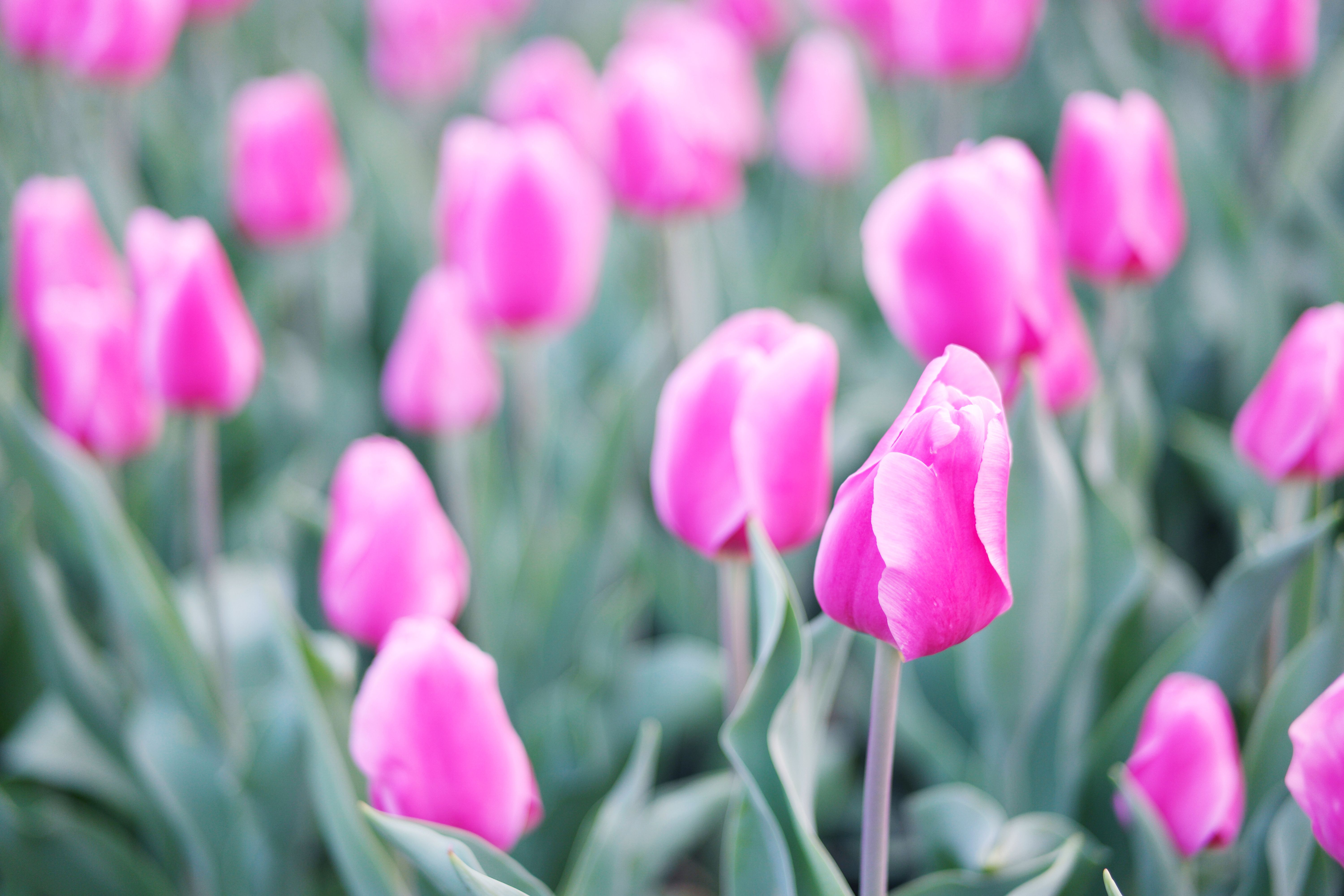 A Field of Pink Tulips · Free Stock Photo