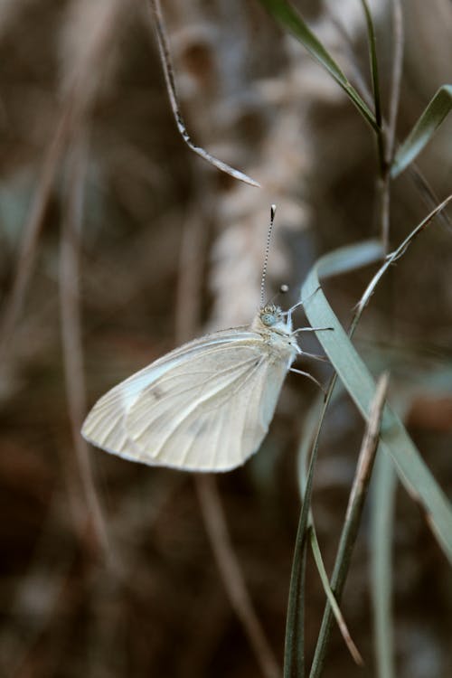 White Butterfly Perched on Brown Stem in Tilt Shift Lens