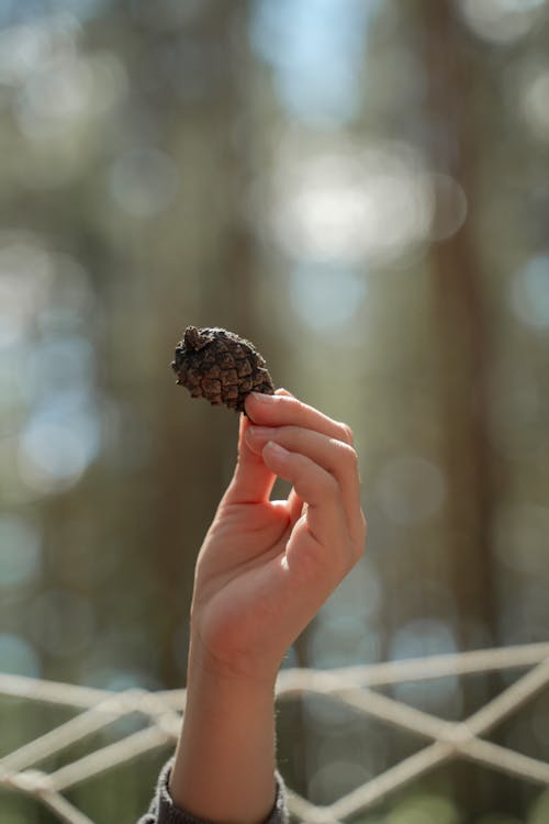 A Person Holding a Conifer Cone