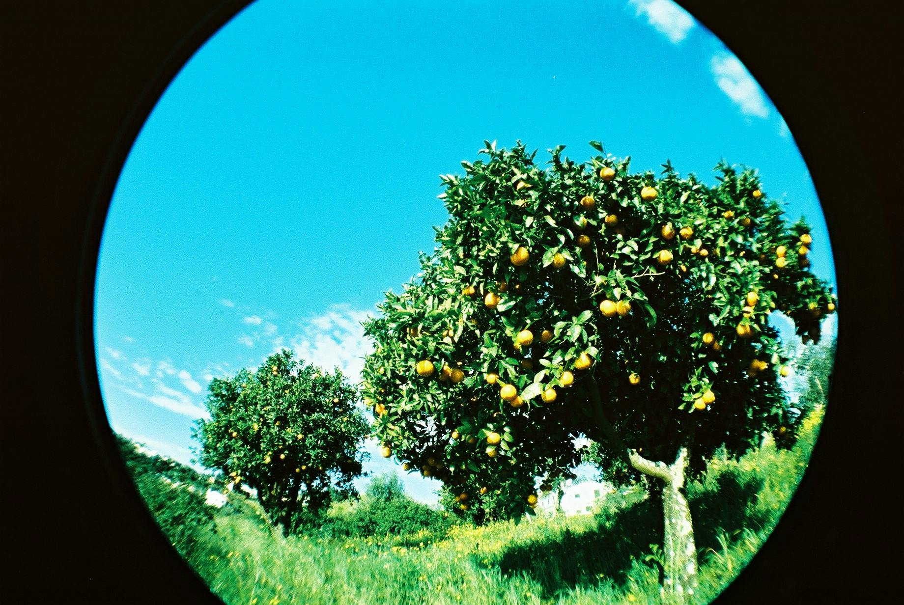 Vibrant orange trees captured through a fisheye lens on a sunny day, offering a unique spherical perspective.