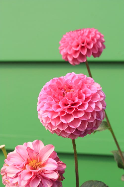 Macro Photography Pink Petal Flowers