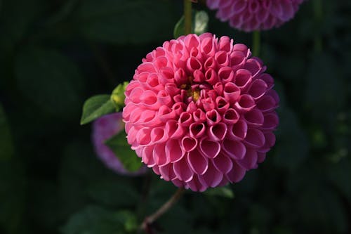 Focus Photography Pink Dahlia