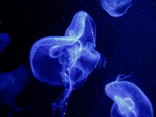Close-Up Photo of Blue Jellyfish Underwater
