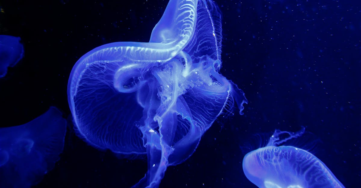Is it true that peeing on a jellyfish sting helps
